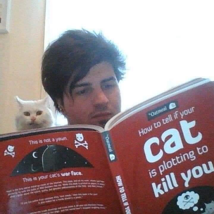 cat book