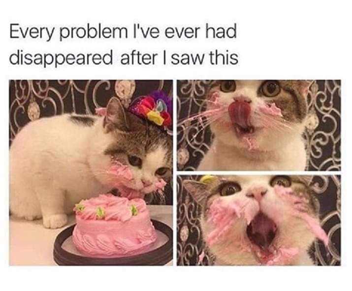 cat cake